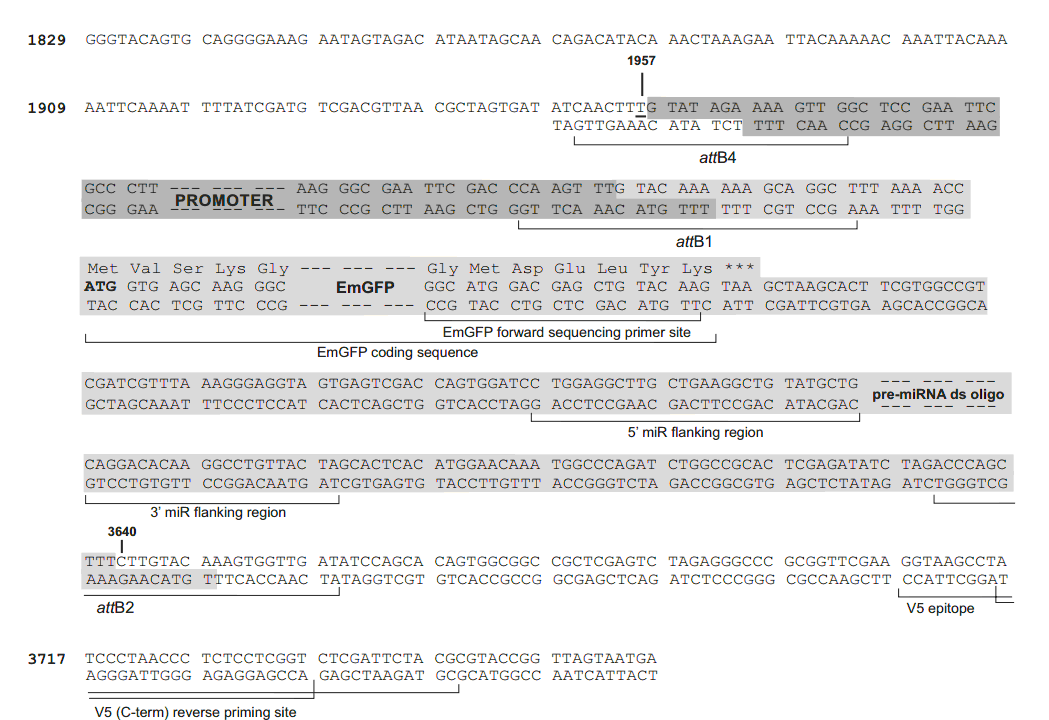 pLenti6.4-R4R2-V5-DEST 载体多克隆位点 点击看大图 pLenti6.4-R4R2-V5-DEST 多克隆位点